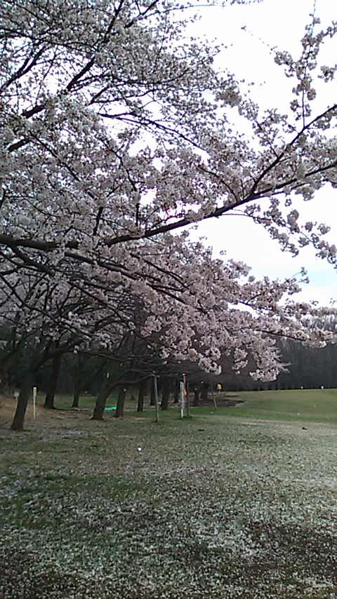 森林公園の桜