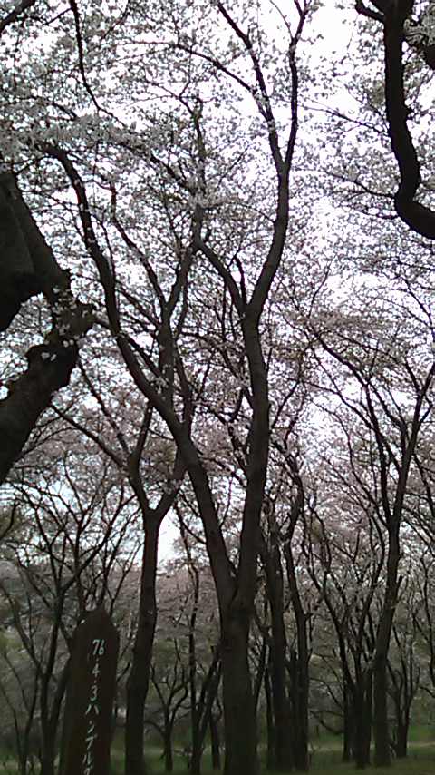 森林公園の桜